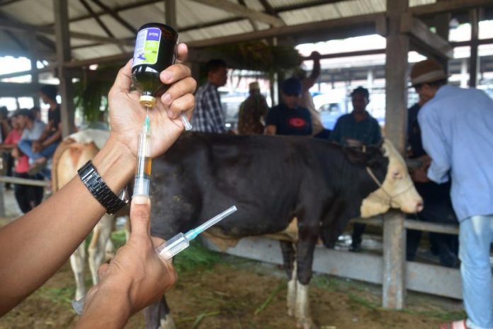 Daging dari hewan yang terjangkit PMK aman dikonsumsi apabila diolah dengan benar. Gambar adalah Ilustrasi